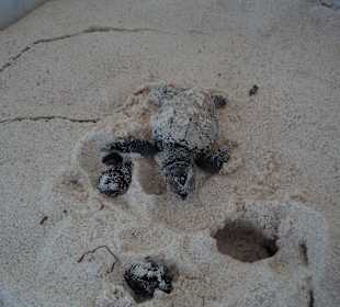 Frisch geschlüpfte Schildkröte