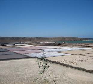 Salinen mit Schätzen (großen Muscheln)