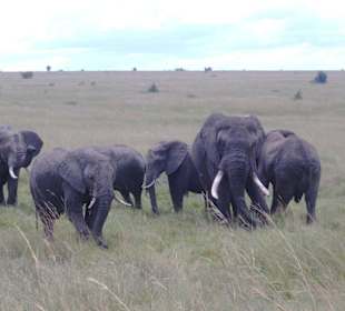 Elefantenherde