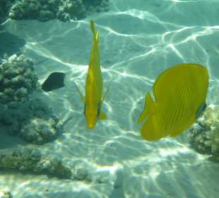 Schnorcheln Makadi Bay