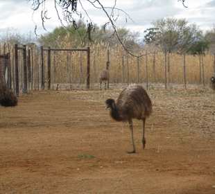 Straußenfarm