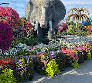 Dubai Miracle Garden