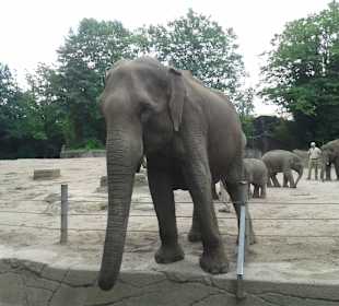 Elefantengehege