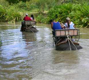 Mit den Tieren im Wasser