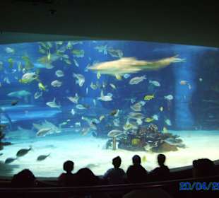 Schau- Saal vor Hai- Becken