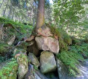 Wie können Bäume überleben?