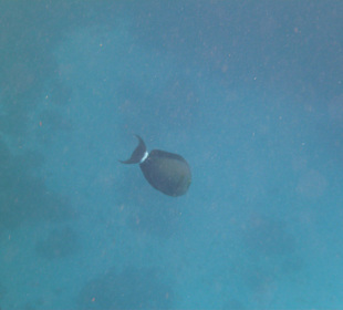 Schnorcheln Marsa Alam