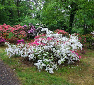 Rhododendron in voller Blüte