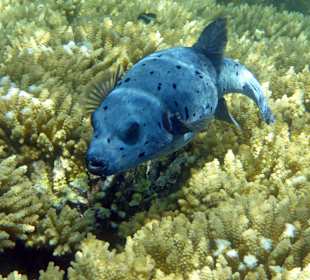 Schnorcheln Blue Bay