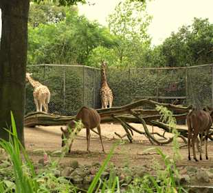Tierpark