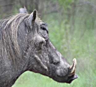 Warthog
