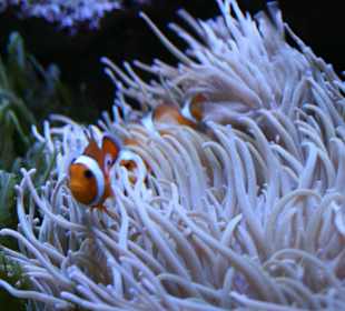 Meeresaquarium Zella Mehlis