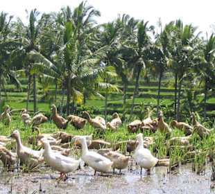 Reisterrasse auf Bali
