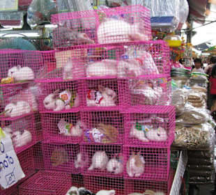 Weekendmarkt in Bangkok