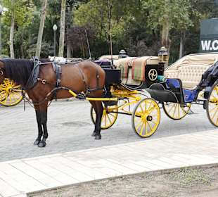Pferdekutsche für Rundfahrten