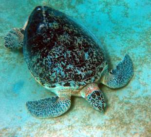 Schnorcheln Abu Dabbab