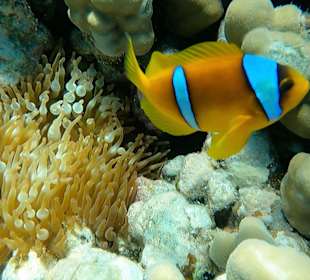 Schnorcheln Makadi Bay