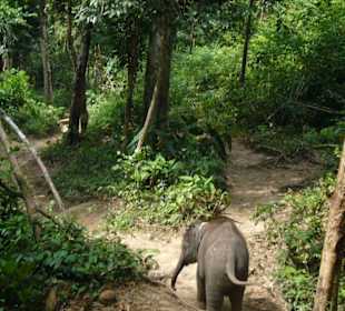 Elefantentrekking mit Elefantenbaby