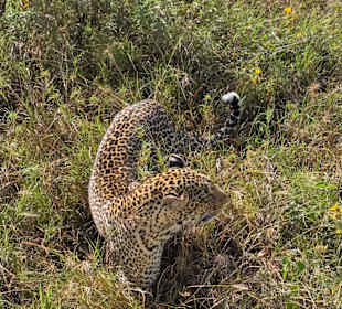  Leopard