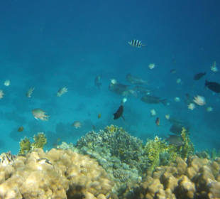 Schnorcheln bei der Mahmya Insel