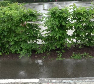 Bad Waldsee Skateplatz