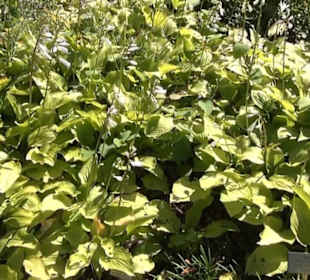 Staudengarten - Berggarten