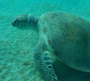 Abu Dabbab, nicht anfassen bitte