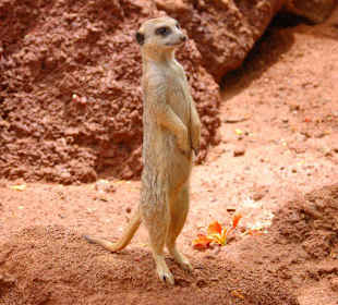 Erdmännchen