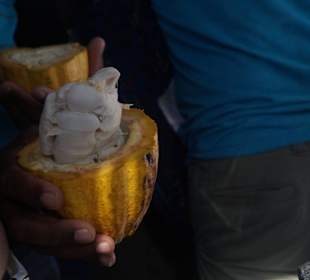 Andy Wale Tour Kakao kosten