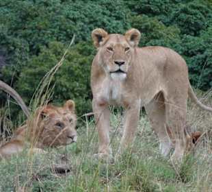Mara mitten im Löwenrudel