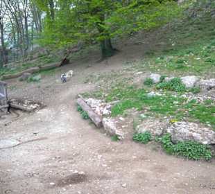 Eurasienbereich - Zwergziege