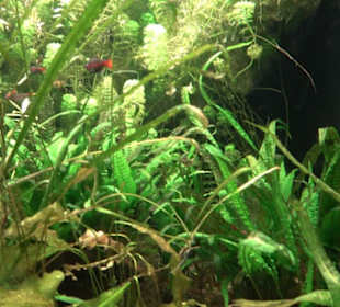 Aquarium