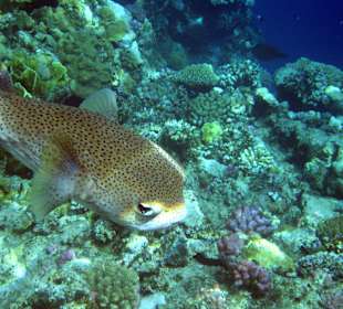 Kugelfisch Aussenriff