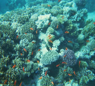 Corallenriff