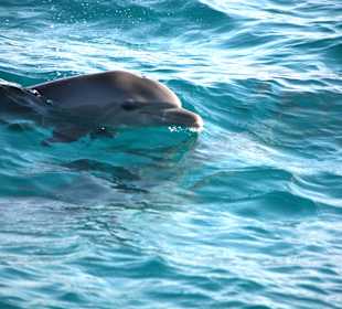 Delphinsafari mit Mo