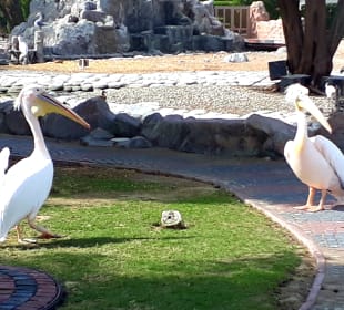 Al Areen Wildlife Park