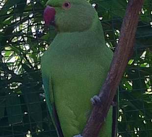 Papagei im gößten Vogelpark  der Welt