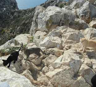 Katzen auf dem Gipfel