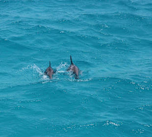 Ausflug zum "Dolphin House"
