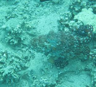 Schnorcheln Makadi Bay