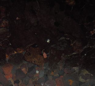 Krebse in der Höhle 