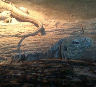 Zoo Brno