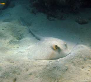 Federschwanzstechrochen Lahami Hausriff