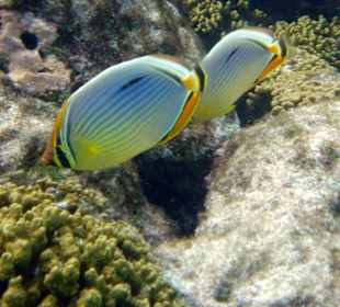 Hotel Embudu Village