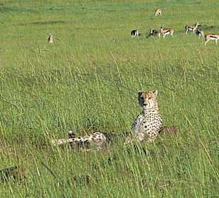 Und zum Abschied - dieser Gepard