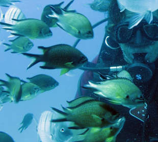 Unterwasserwelt vor Morro Jable