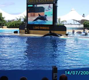 Loro Park Orca Becken