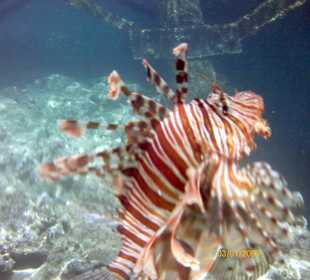 Feuerfisch - wohnt direkt am Steg