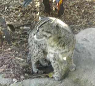 Leopardo