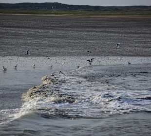 Strand Neuharlingersiel
